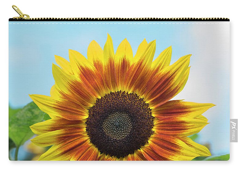 Sunflower Harlequin Zip Pouch featuring the photograph Sunflower Harlequin by Tim Gainey