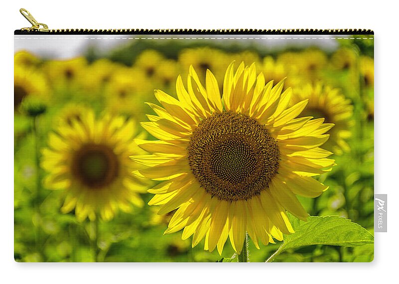 Sunflowers Zip Pouch featuring the photograph Sunflower in the sunlight by Wolfgang Stocker