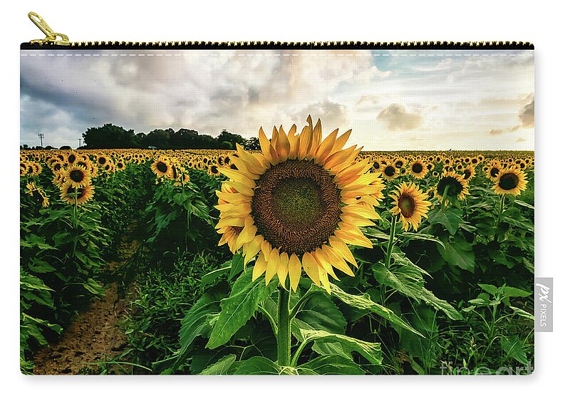 Sunflowers Zip Pouch featuring the photograph Sunflower People by Alissa Beth Photography