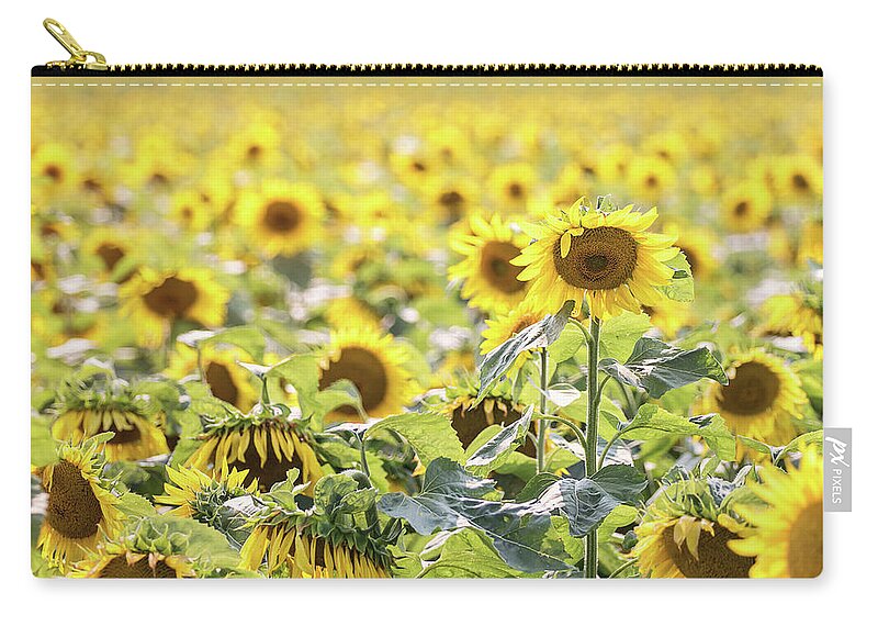 Sunflowers Zip Pouch featuring the photograph Sunflowers by Angie Rea