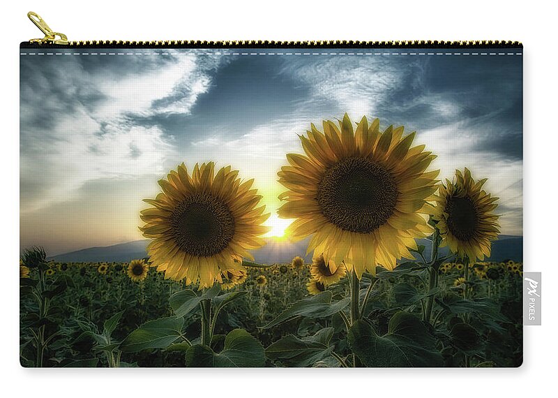 Field Zip Pouch featuring the photograph Sunflowers at sunset by Plamen Petkov