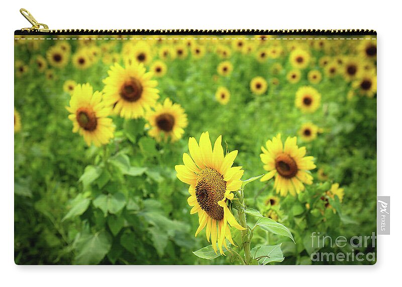 Sunflowers Zip Pouch featuring the photograph Sunflowers in Memphis IV by Veronica Batterson