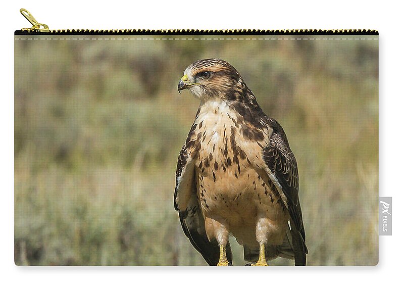 Hawk Zip Pouch featuring the photograph Sunning In The Afternoon by Yeates Photography