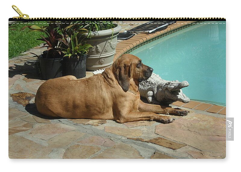 Bloodhound Zip Pouch featuring the photograph Sunning by Val Oconnor