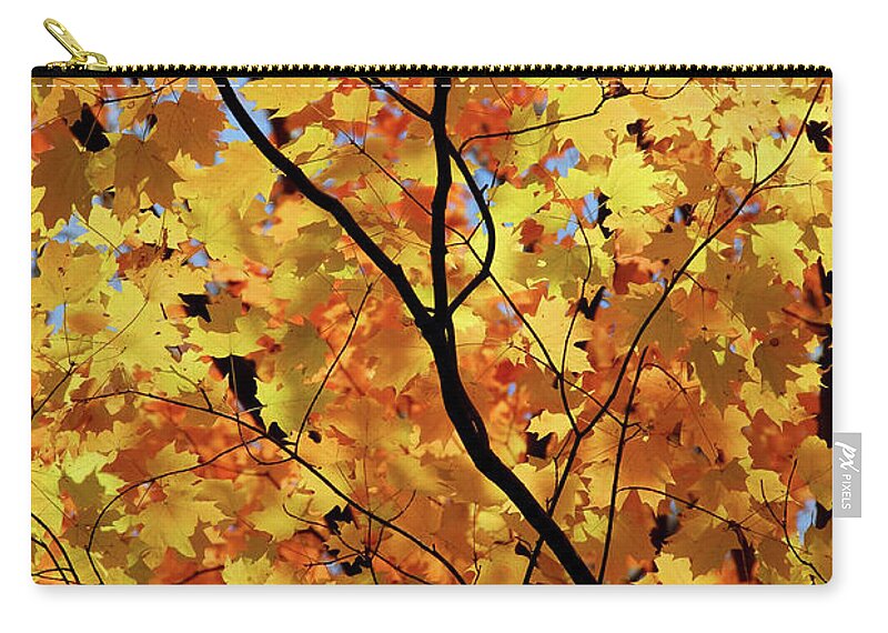 Fall Zip Pouch featuring the photograph Sunshine in maple tree by Elena Elisseeva