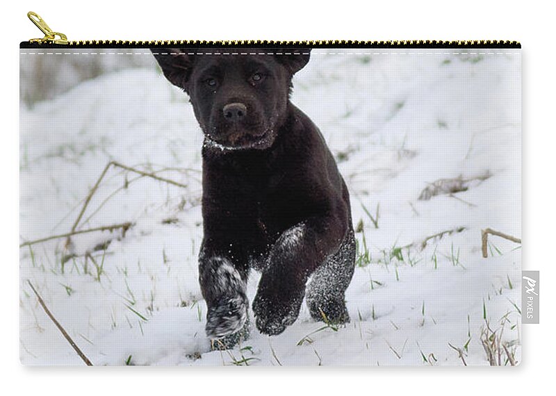 Pup Zip Pouch featuring the photograph Super Pup by Holden The Moment