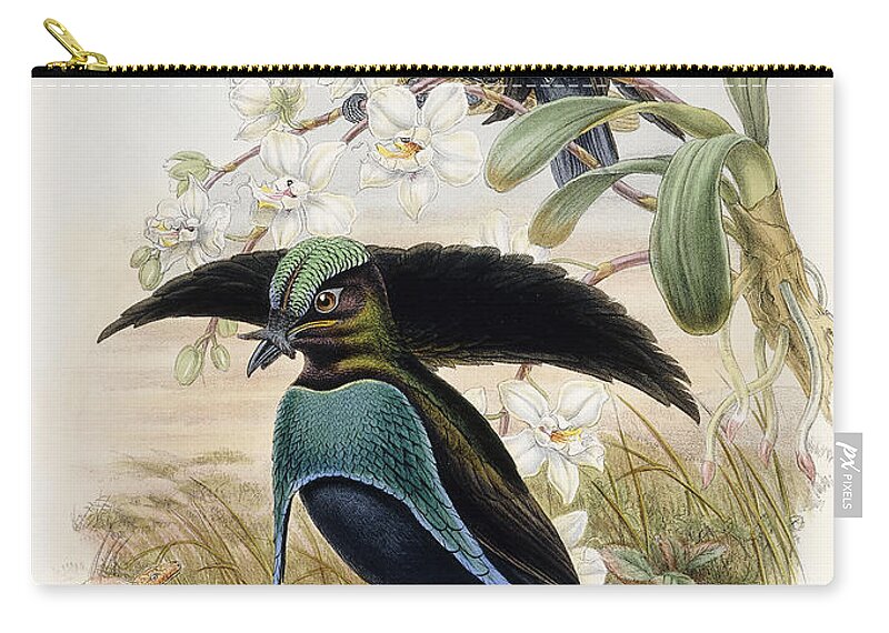 Gould Zip Pouch featuring the painting Superb Bird of Paradise by John Gould