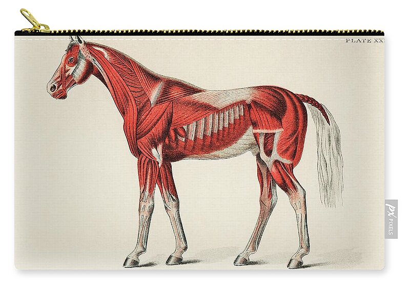 Vintage Zip Pouch featuring the painting Superficial Layer of Muscles by an unknown artist 1904 by Vincent Monozlay