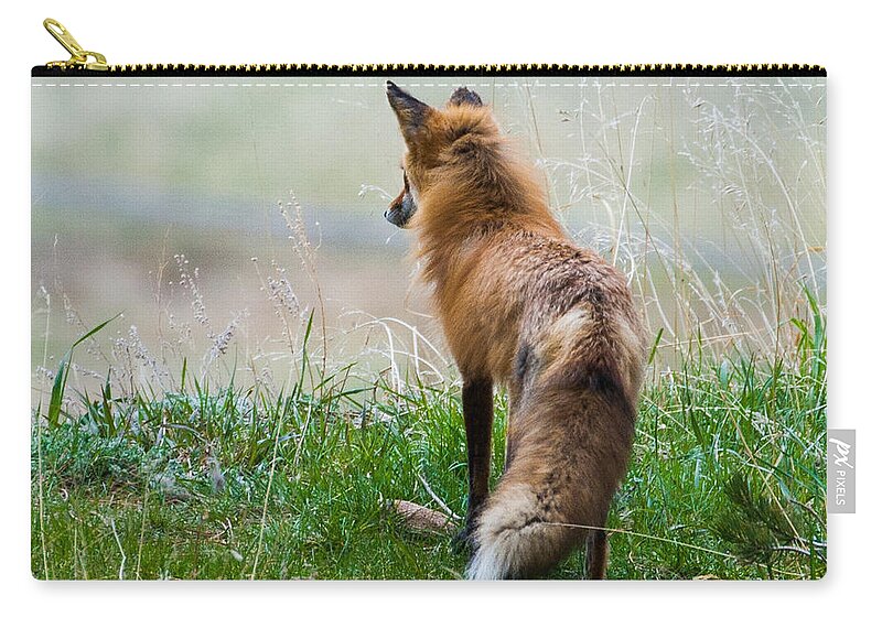 Red Fox Zip Pouch featuring the photograph Surveying Her Domain by Mindy Musick King