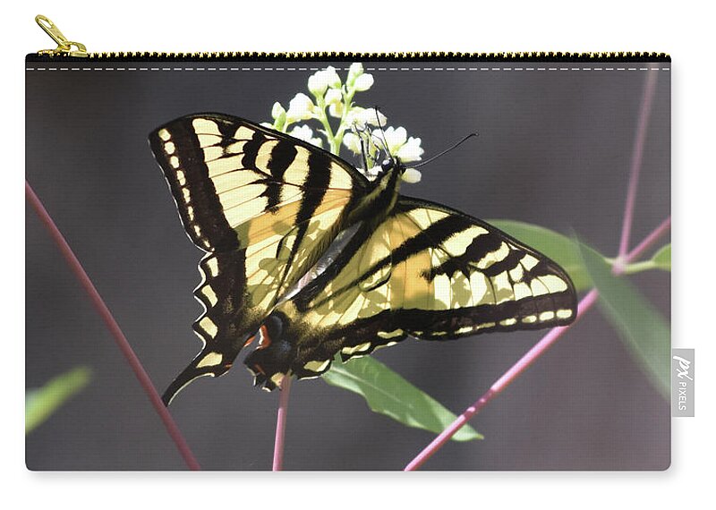 Butterfly Zip Pouch featuring the photograph Swallowtail by Ben Foster