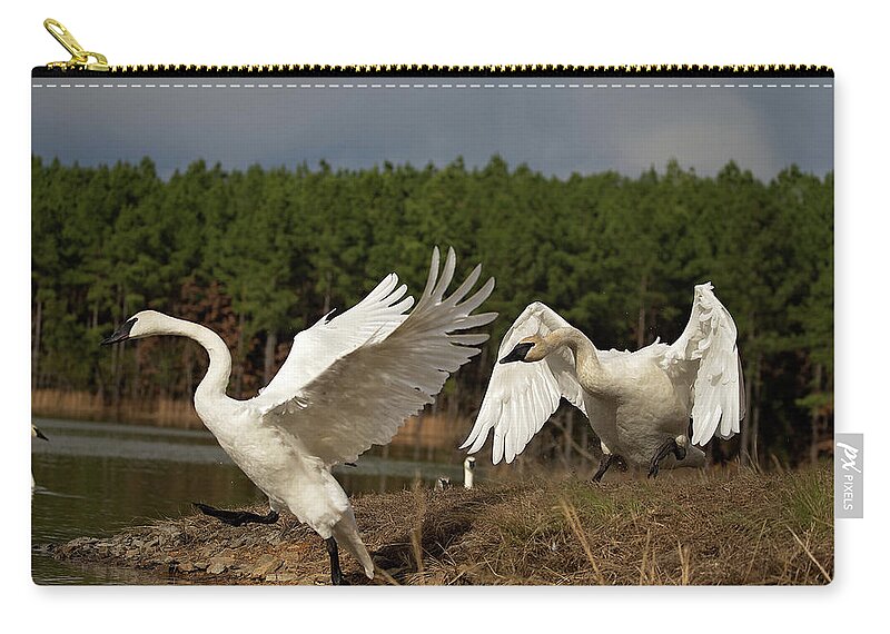 Trumpeter Swan Zip Pouch featuring the photograph Swan Fight by Eilish Palmer
