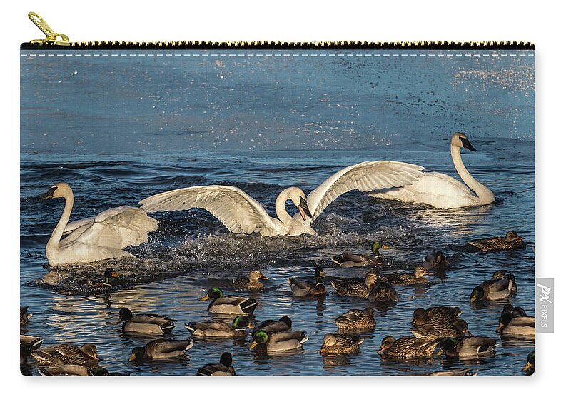 Swans Zip Pouch featuring the photograph Swan Wings Reach by Patti Deters
