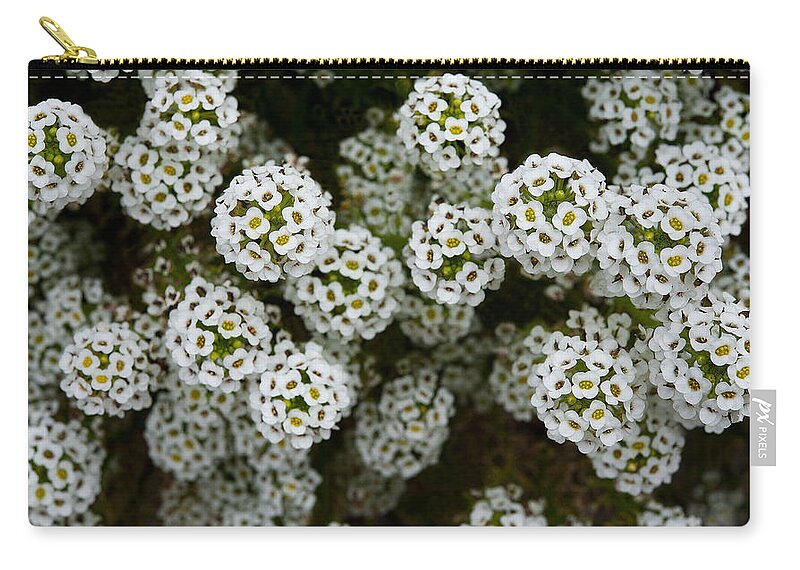 Flowers Zip Pouch featuring the photograph Sweet Alyssum by Windy Osborn
