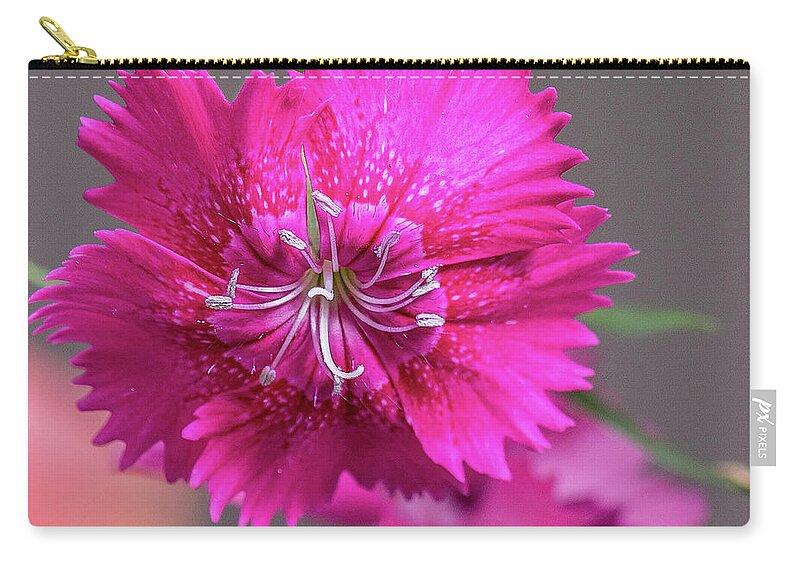 Sweet William Zip Pouch featuring the photograph Sweet William by Timothy Anable