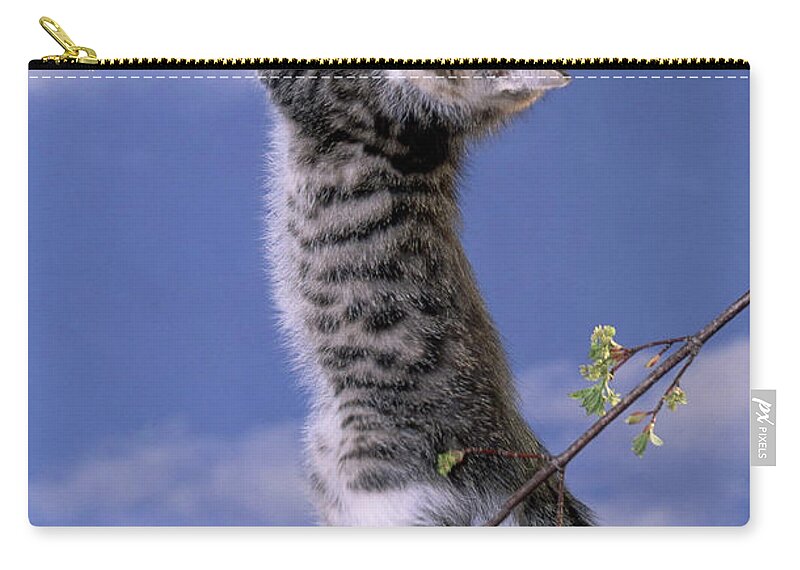 Fauna Zip Pouch featuring the photograph Tabby Kitten Hanging From Tree Limb by Alan Carey