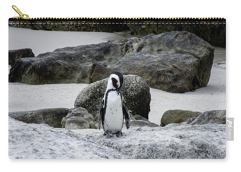 Penguin Zip Pouch featuring the photograph Taking a nap by Gaelyn Olmsted