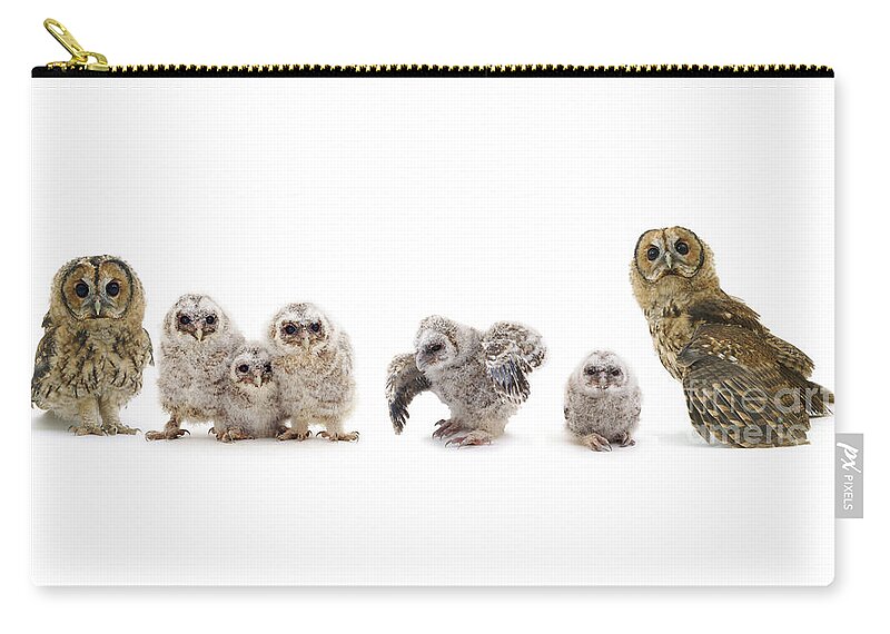 Tawny Owl Zip Pouch featuring the photograph Tawny Owl family by Warren Photographic