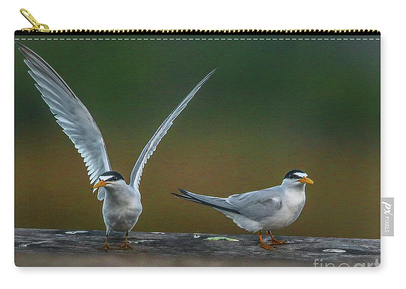 Terns Zip Pouch featuring the photograph Terns on Railing by Tom Claud