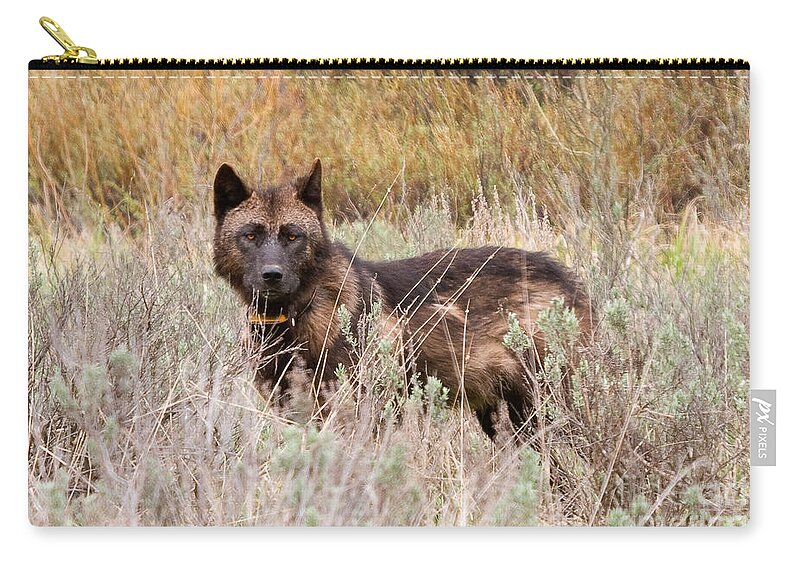 Yellowstone Zip Pouch featuring the photograph Teton Wolf by Steve Stuller