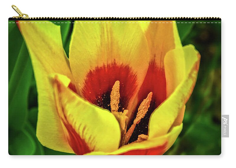 Plants Zip Pouch featuring the photograph The Bicolor Tulip by Robert Bales