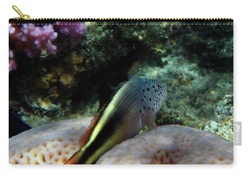Sealife Zip Pouch featuring the photograph The Blackside Hawkfish Red Sea by Johanna Hurmerinta