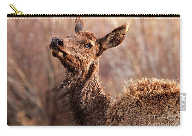 Closeup Mule Deer Glancing Animal Portrait Rocky Mountain National Park Nature Wild Eye Movement Noble Colorado Meadow Field Valley Doe Brown Large Ears Thick Fur Monochromatic Wildlife Estes Park Zip Pouch featuring the photograph The Glance Back by Jennie MacDonald