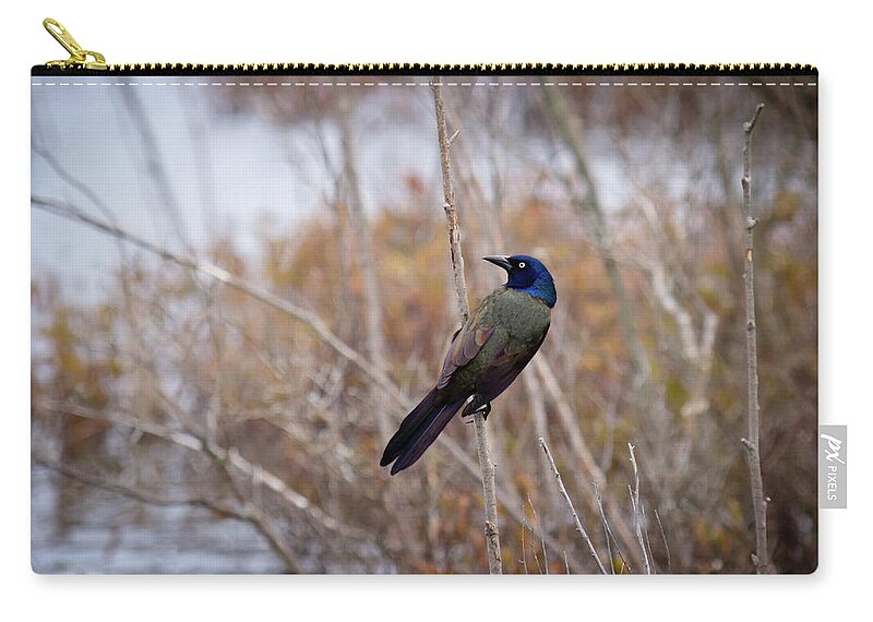 Common Grackle Zip Pouch featuring the photograph The Grackle by Steve L'Italien