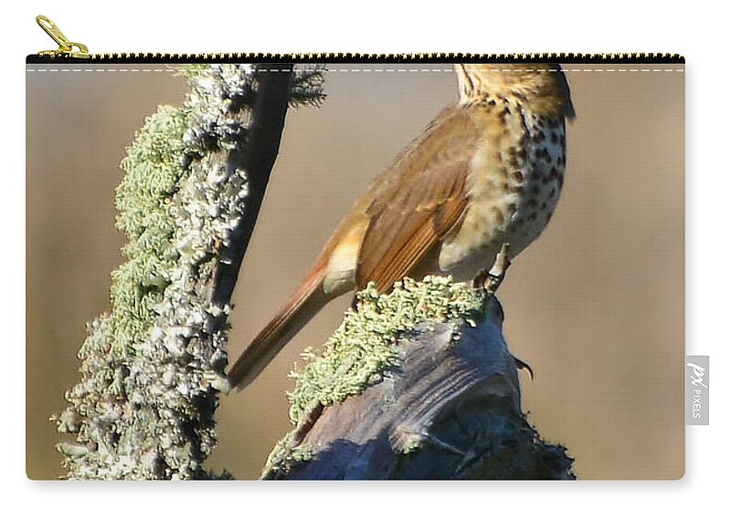 Birds Zip Pouch featuring the photograph The Hermit Thrush by Kathy Baccari
