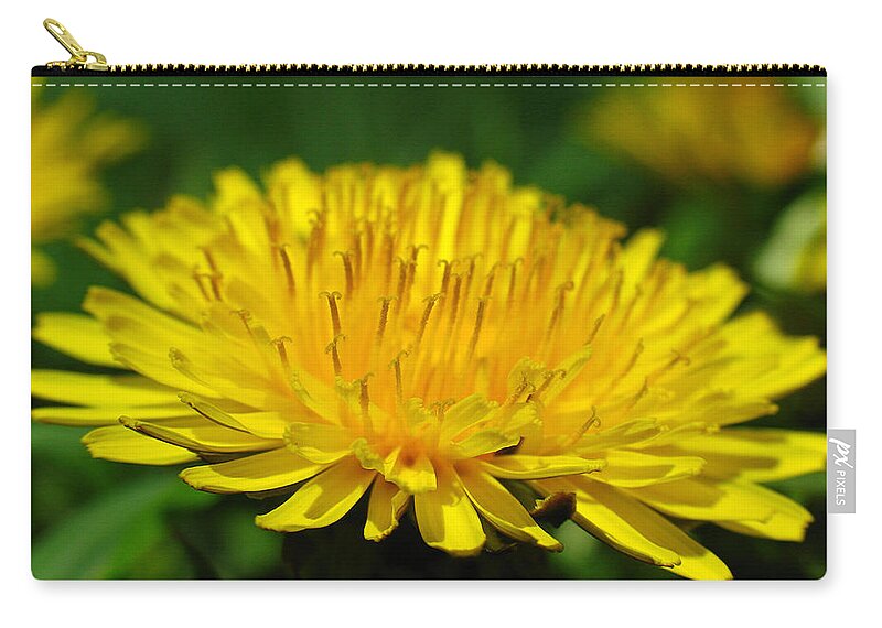 Dandelion Zip Pouch featuring the photograph The Humbled Dandelion by Juergen Roth
