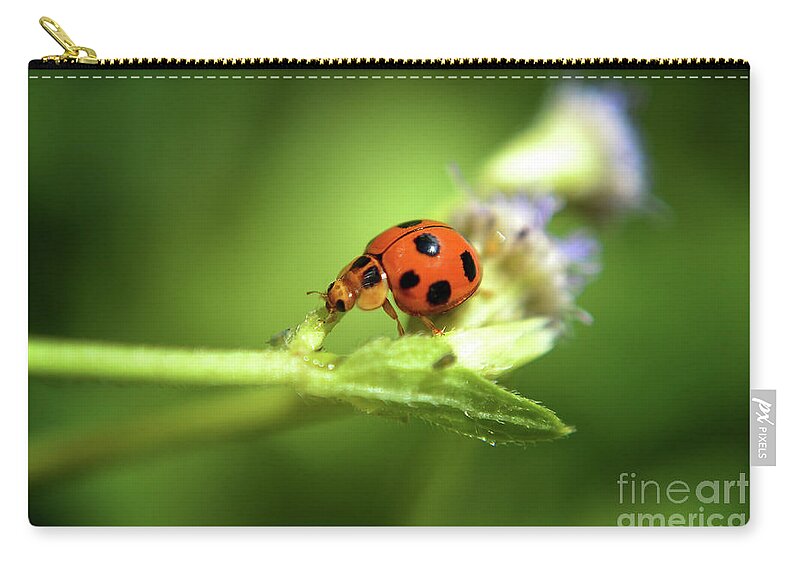 Michelle Meenawong Zip Pouch featuring the photograph The Little Ladybug by Michelle Meenawong