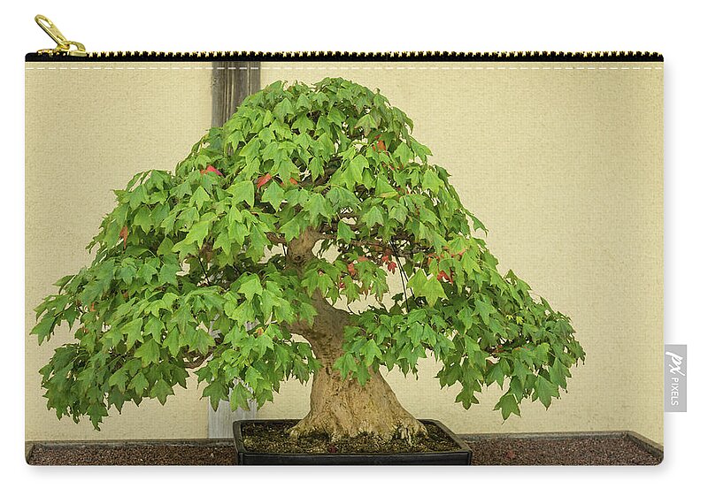 Bonsai Zip Pouch featuring the photograph The Living Art of Bonsai - an Old Maple Tree in Miniature by Georgia Mizuleva