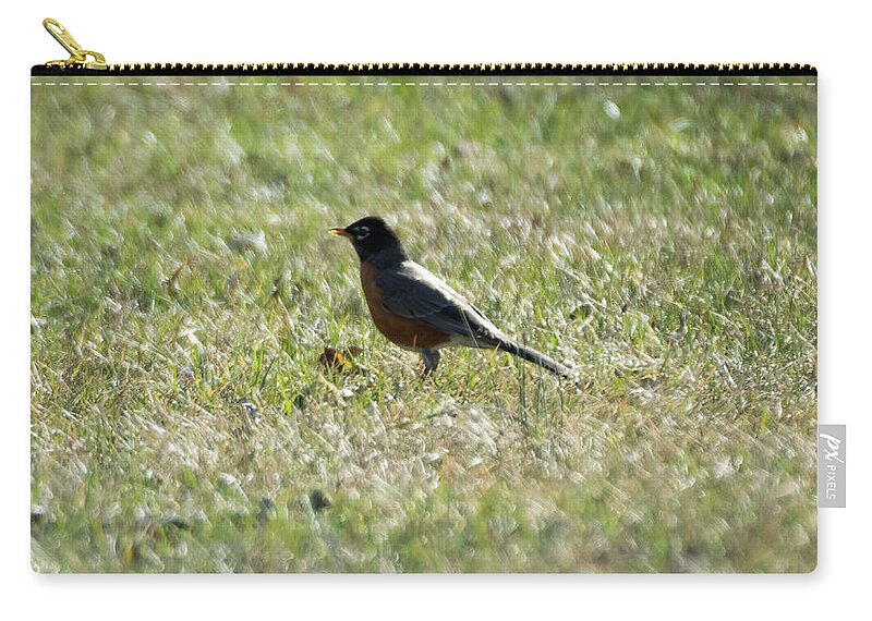 American Robin Zip Pouch featuring the photograph The Lone Robin by Holden The Moment