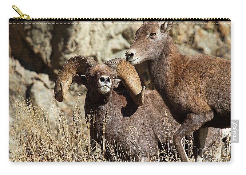 Bighorn Sheep; Ram And Ewe Zip Pouch featuring the photograph The Look by Jim Garrison