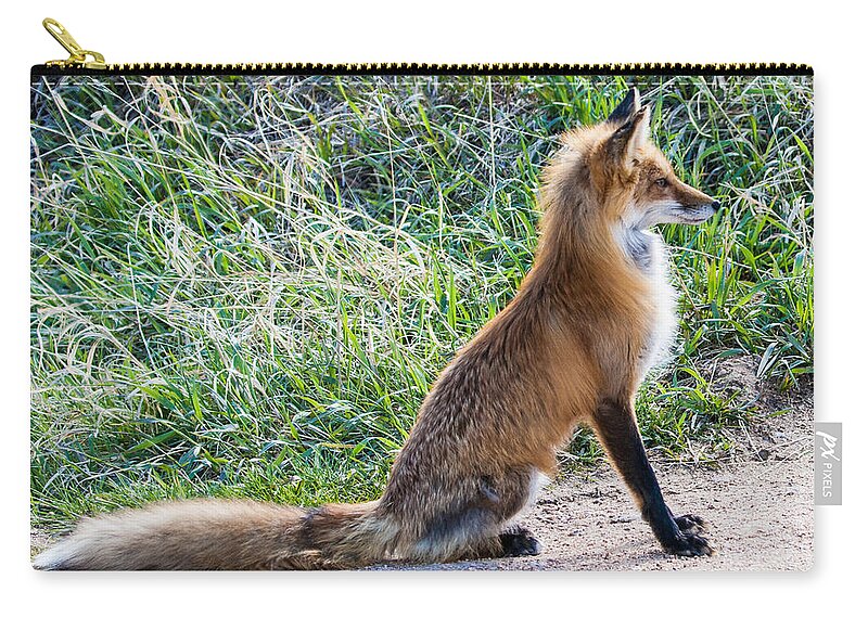 Red Fox Zip Pouch featuring the photograph The Lookout by Mindy Musick King