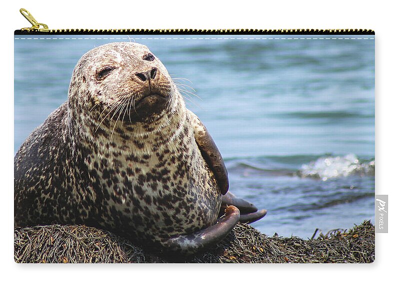 Seal Carry-all Pouch featuring the photograph The Most Interesting Seal by Holly Ross