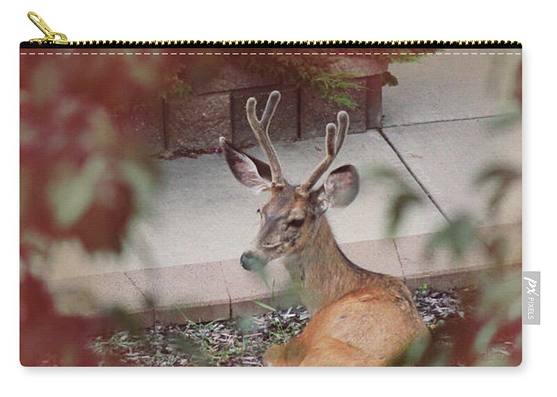 Portrait Zip Pouch featuring the photograph The Mule Deer by Donna L Munro