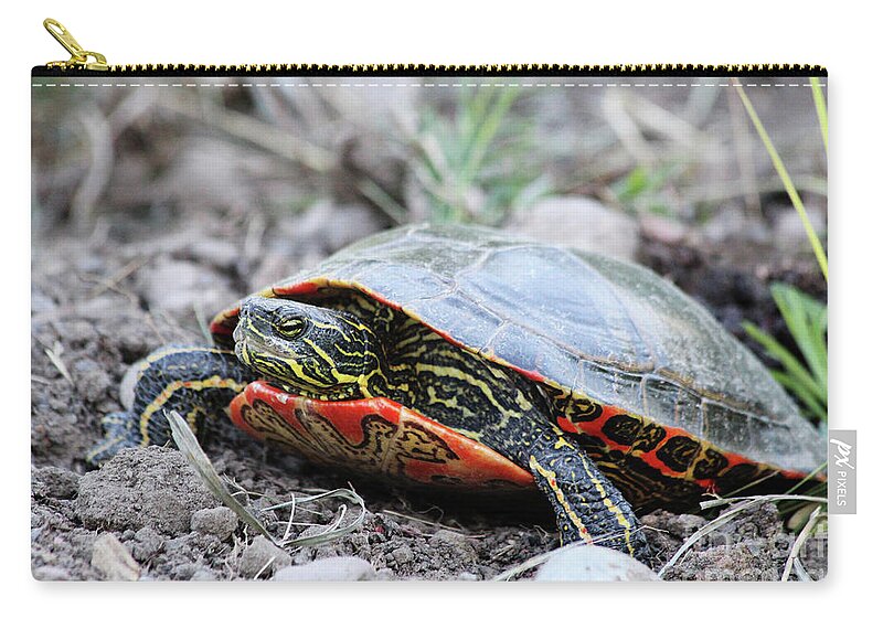 Turtle Zip Pouch featuring the photograph The Painted Turtle by Alyce Taylor