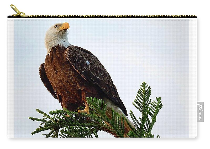 Birds Zip Pouch featuring the photograph the pine is where M15 landed by Liz Grindstaff