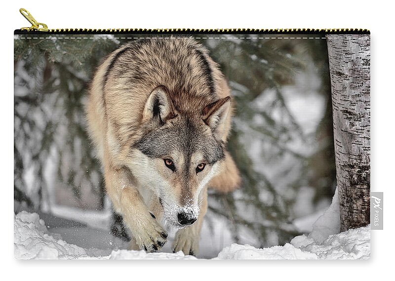 The Seeker Zip Pouch featuring the photograph The Seeker by Wes and Dotty Weber