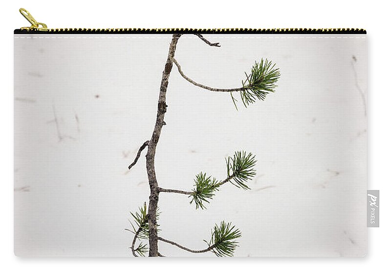Forest Carry-all Pouch featuring the photograph The Start Of A Forest Giant by James BO Insogna