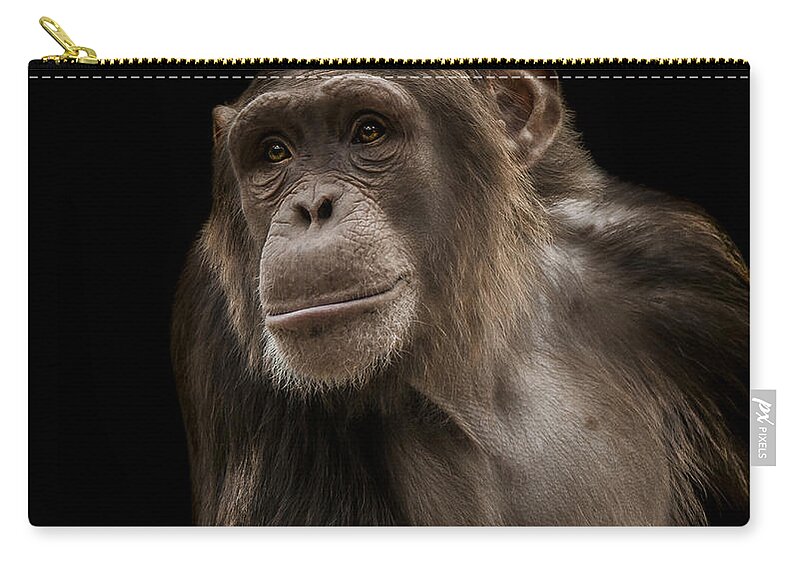 Chimpanzee Zip Pouch featuring the photograph The Storyteller by Paul Neville