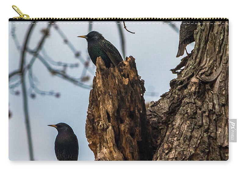 European Starlings Zip Pouch featuring the photograph These Three Starlings by Holden The Moment