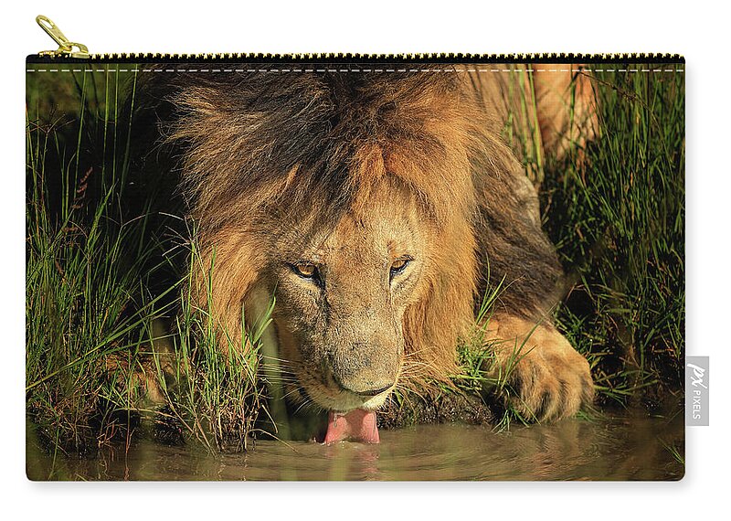 Lion Zip Pouch featuring the photograph Thirsty King by Steven Upton