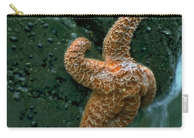 Star Fish Zip Pouch featuring the photograph This starfish has a good grip by Sven Brogren