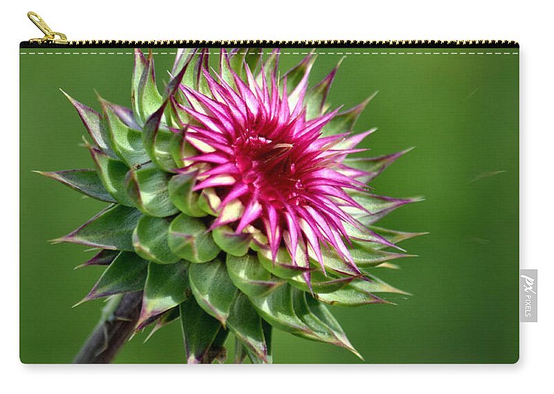 Thistle Zip Pouch featuring the photograph Thistle Quandary by Deb Halloran