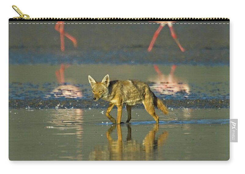 Adult Zip Pouch featuring the photograph Three flamingos and a Golden jackal, Canis aureus, walking in water, Tanzania by Panoramic Images