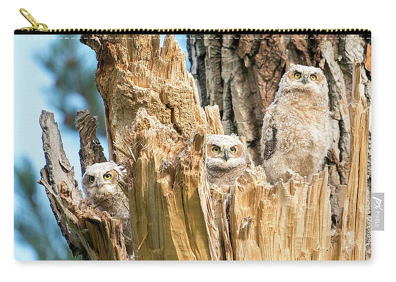 Great Horned Owl Zip Pouch featuring the photograph Three Great Horned Owl Babies by Judi Dressler