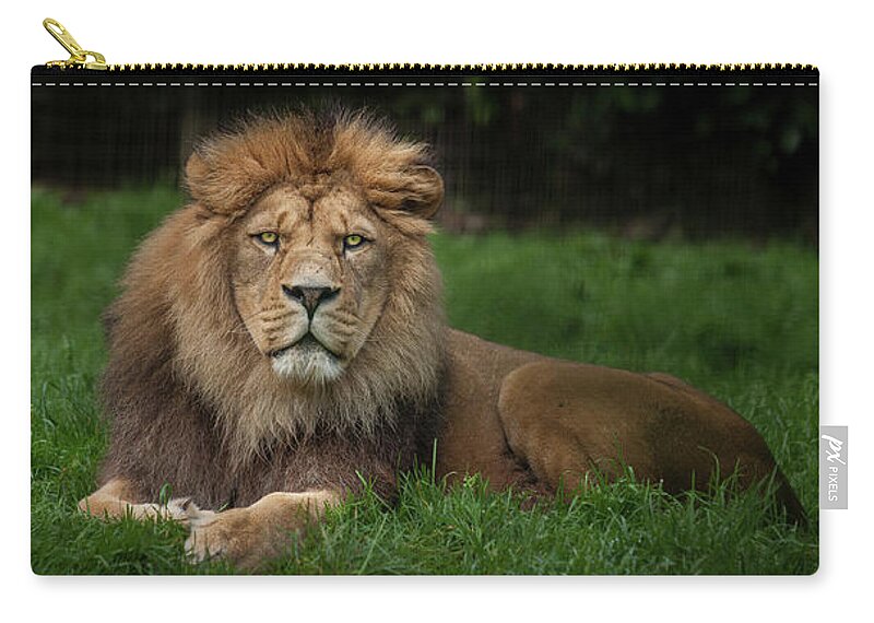 Lion Carry-all Pouch featuring the photograph Three Lions by Nigel R Bell