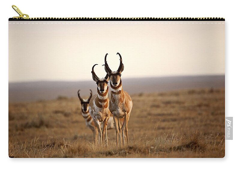Pronghorn Antelope Zip Pouch featuring the photograph Three male Pronghorn Antelopes in Alberta by Mark Duffy