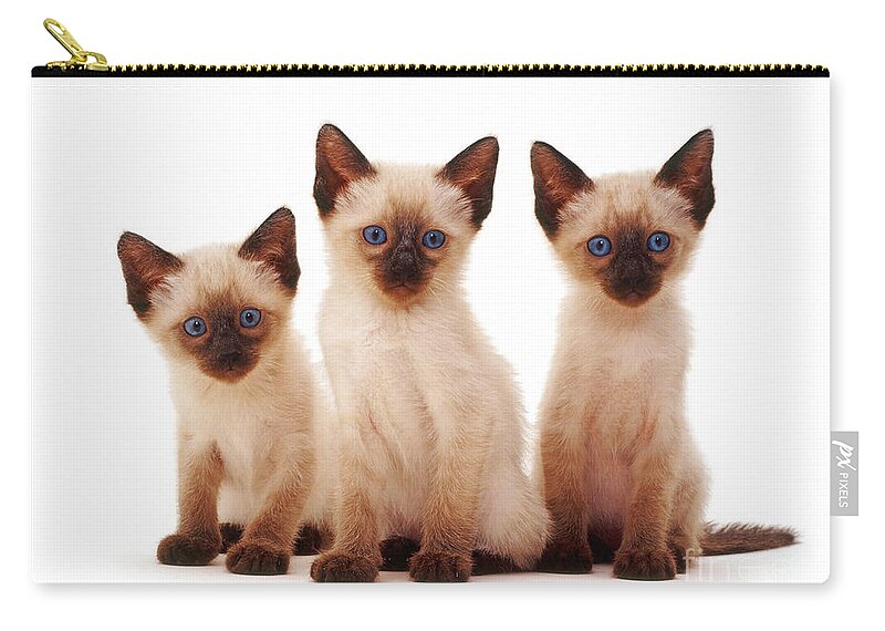 White Background Zip Pouch featuring the photograph Three Siamese Kittens by Jane Burton